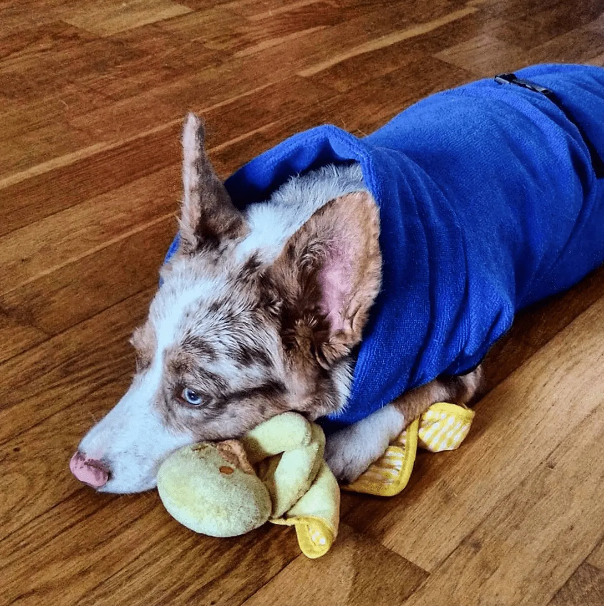 Quick Dry Doggo Robe